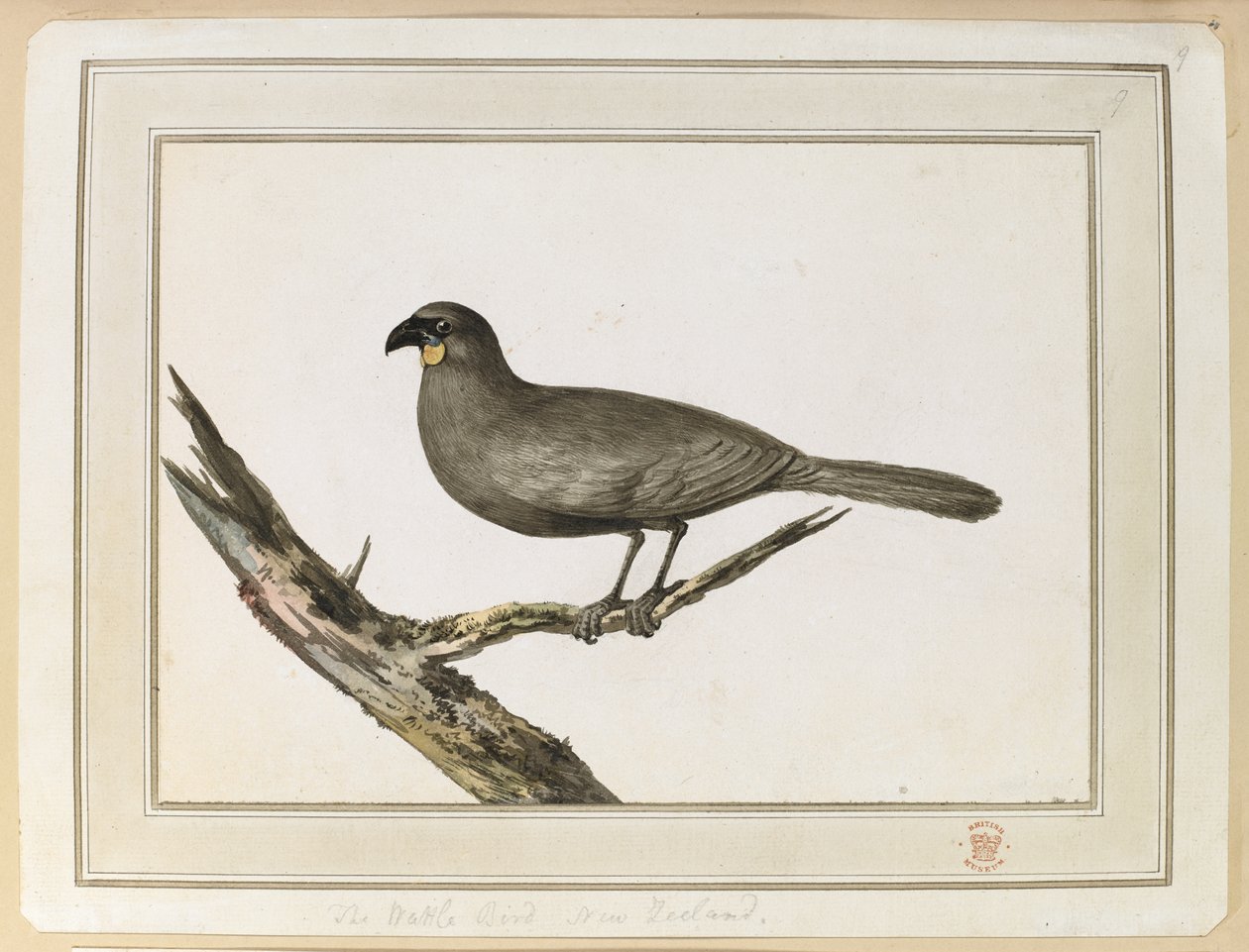 Tekening van een Wattle vogel; gemaakt tijdens het bezoek aan Nieuw-Zeeland tussen 12 en 25 februari 1777, tijdens de derde reis van Captain Cook door John Webber