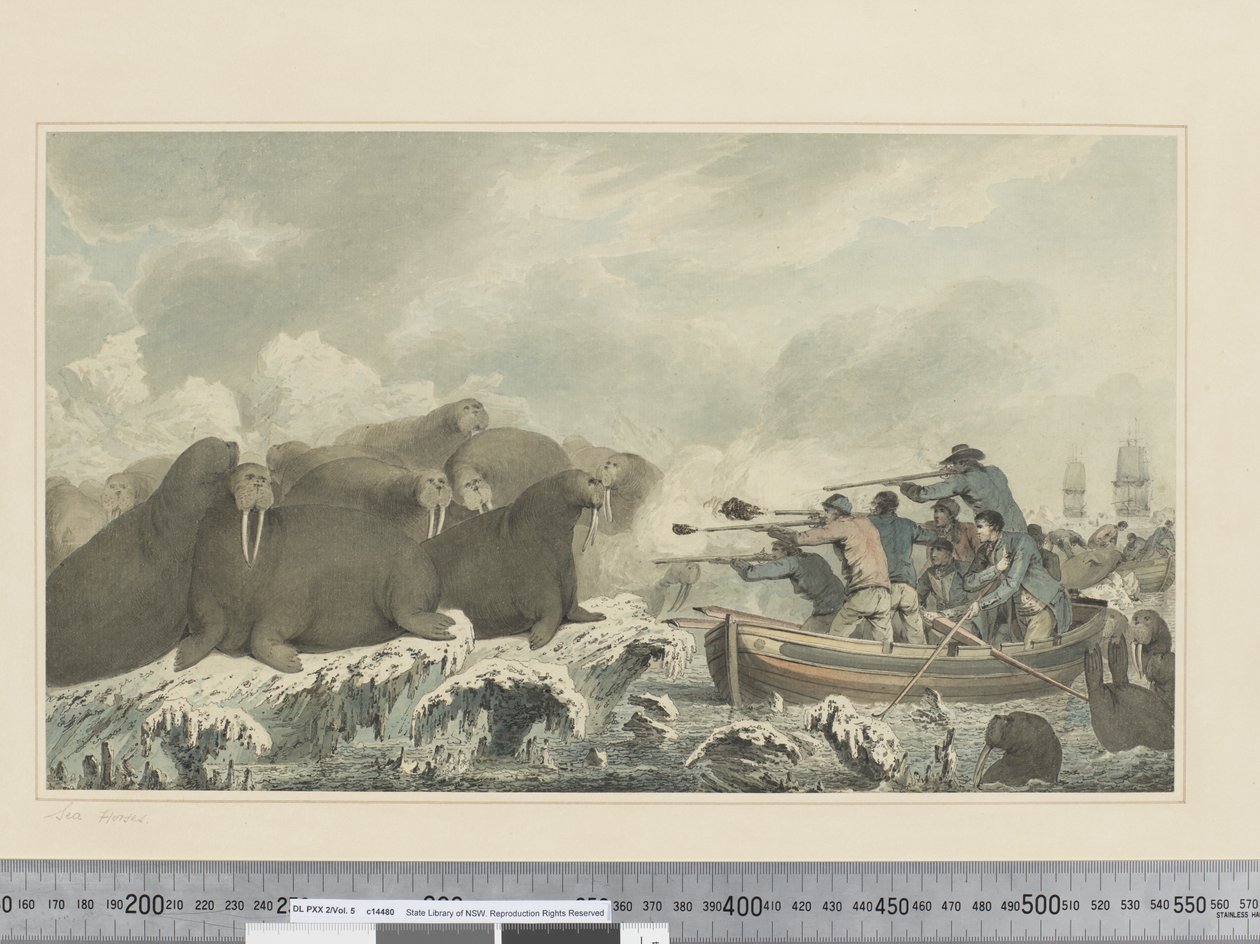 Zeehonden door John Webber