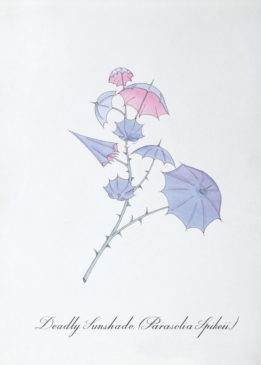 Dodelijke Parasol (Parasolia Spikeii.), illustratie uit 