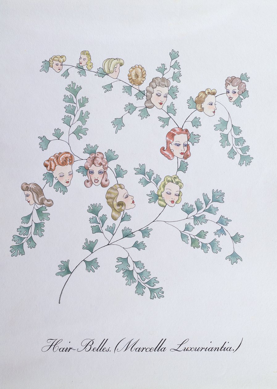 Hair-Belles (Marcella Luxuriantia), illustratie uit 