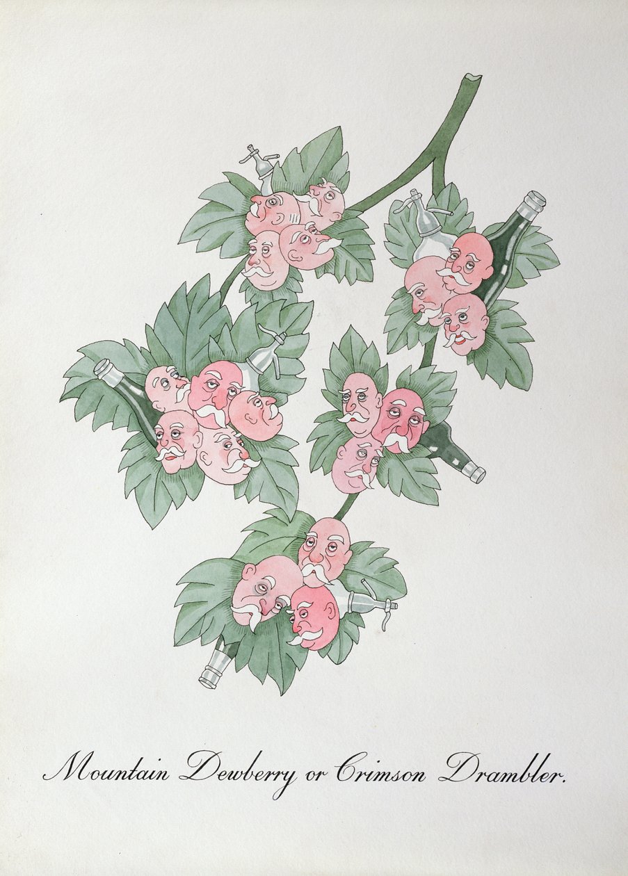 Bergdauwbes of Crimson Drambler, illustratie uit 