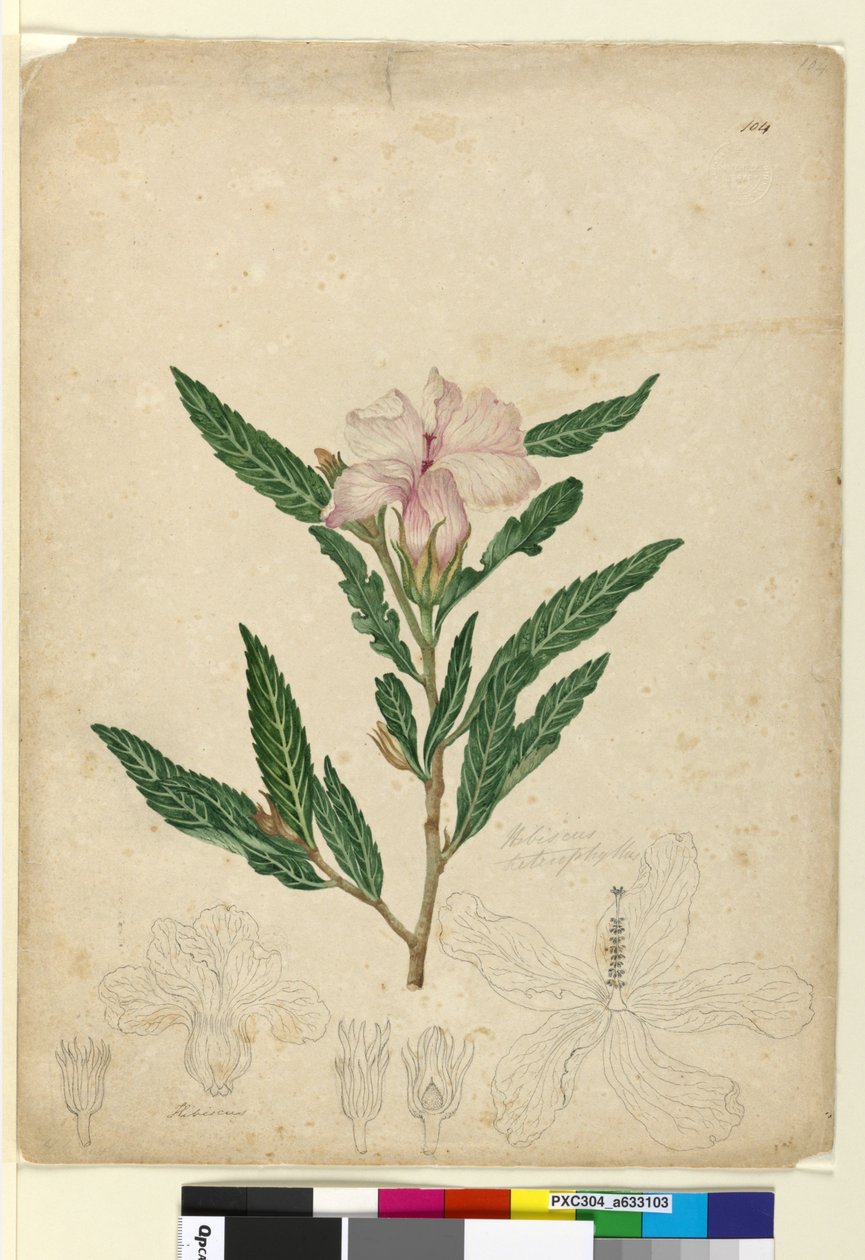 Pagina 104. Hibiscus heterophyllus door John William Lewin
