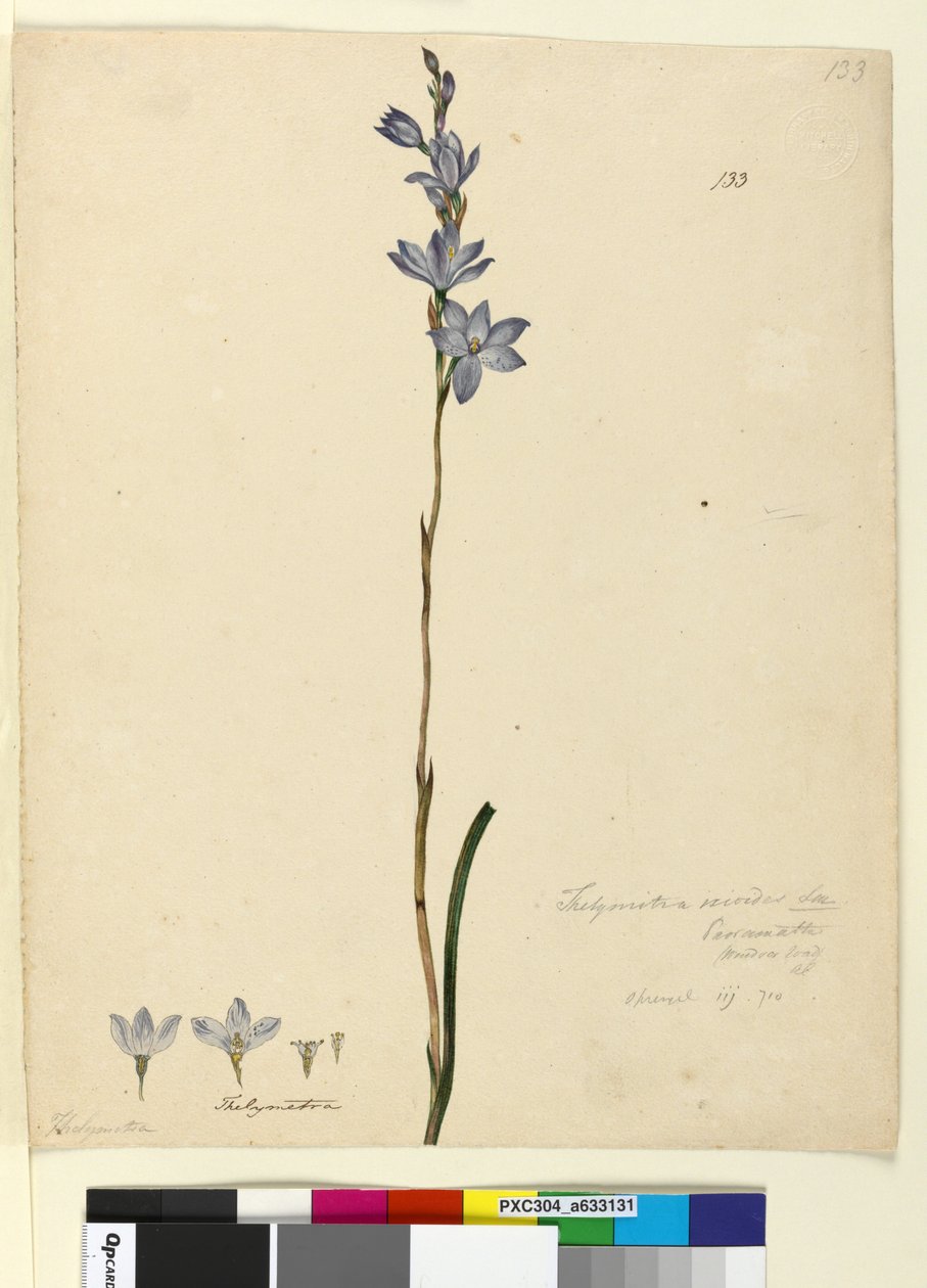 Pagina 133. Thelymitra ixioides door John William Lewin