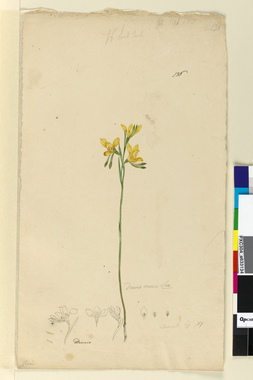 Pagina 136. Diuris aurea door John William Lewin