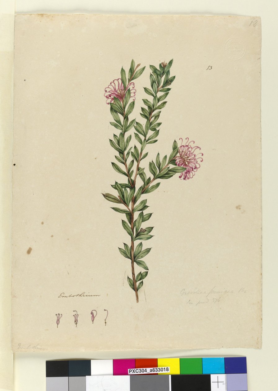 Pagina 13. Grevillea punicea, c.1803-06 door John William Lewin