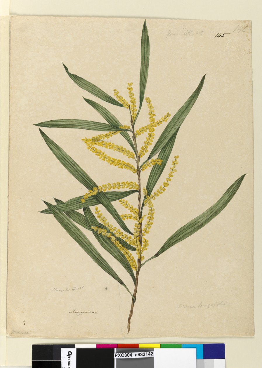 Pagina 145. Acacia longifolia door John William Lewin