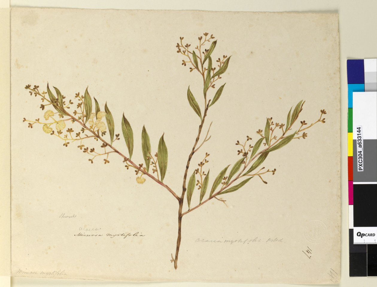 Pagina 147. Acacia myrtifolia door John William Lewin