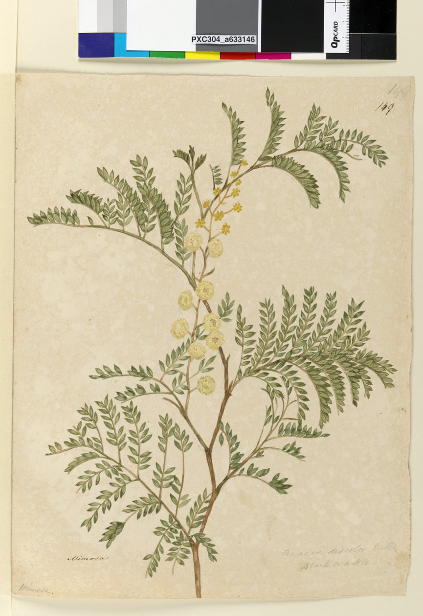 Pagina 149. Acacia discolorAcacia terminalis door John William Lewin