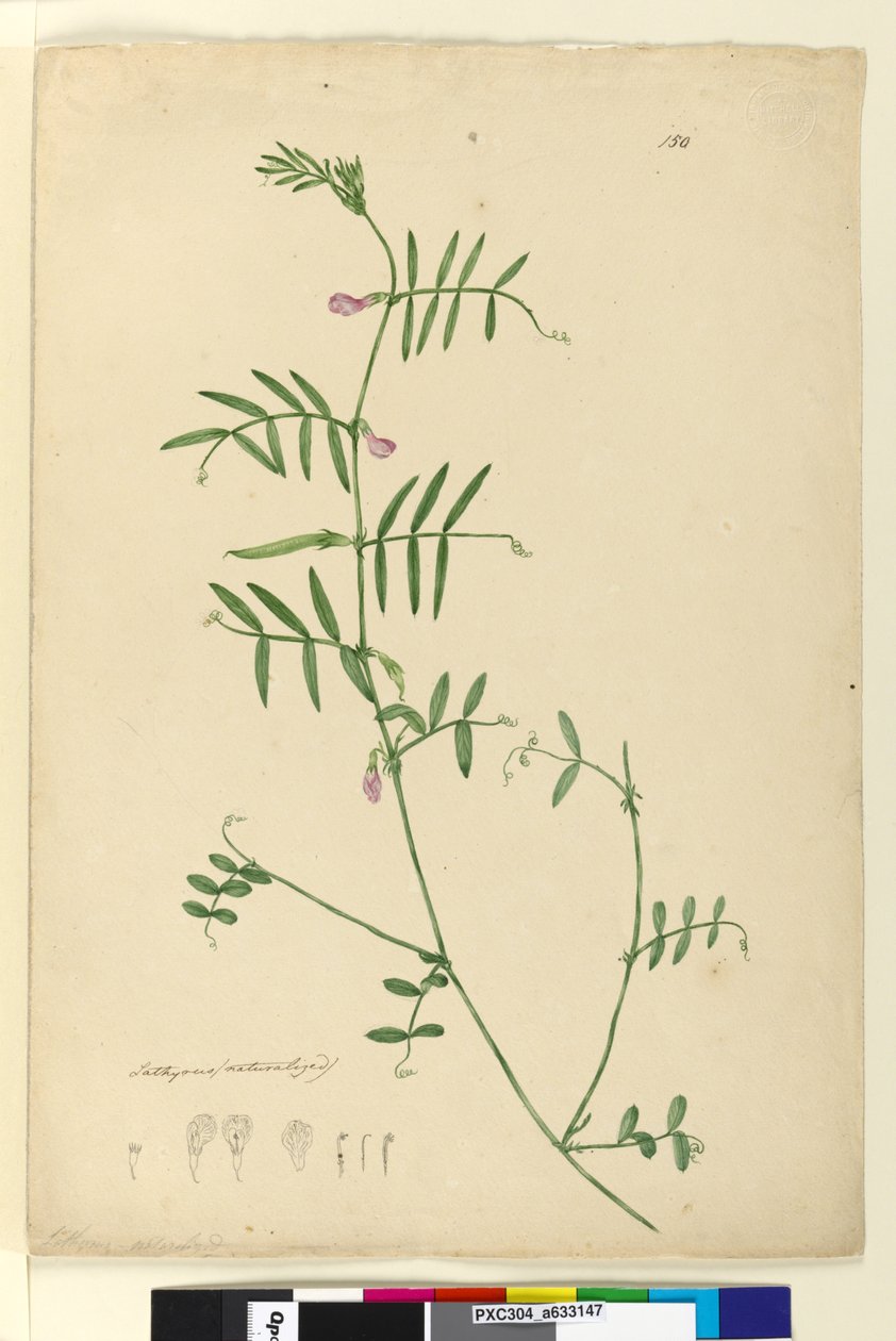 Pagina 150. Lathyrus door John William Lewin