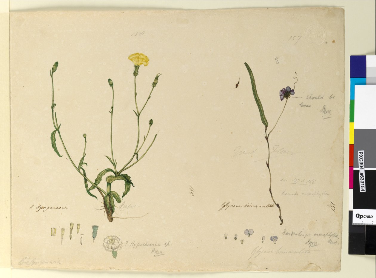Pagina 157. Hardenbergia monophyllaHardenbergia violacea; 158. Hypochaeris door John William Lewin