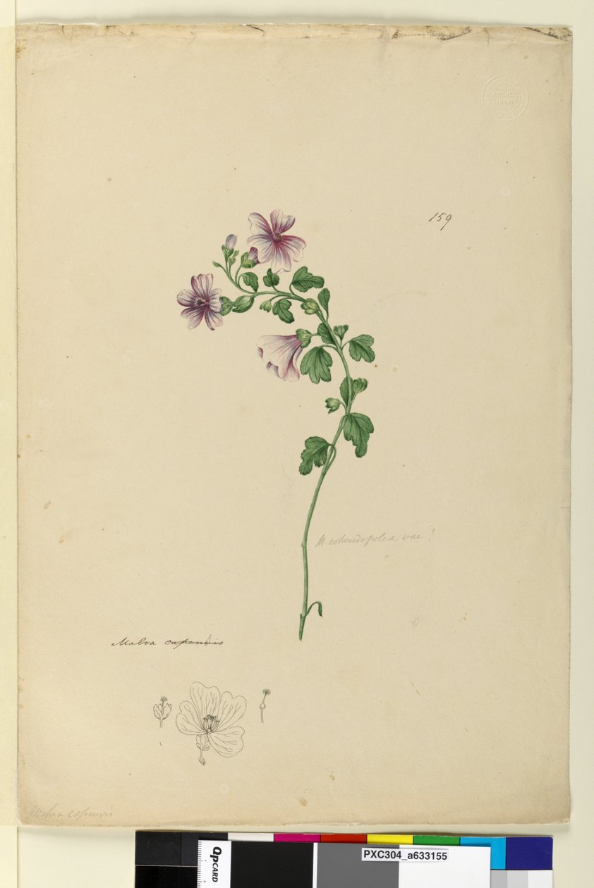 Pagina 159. Malva capensis door John William Lewin