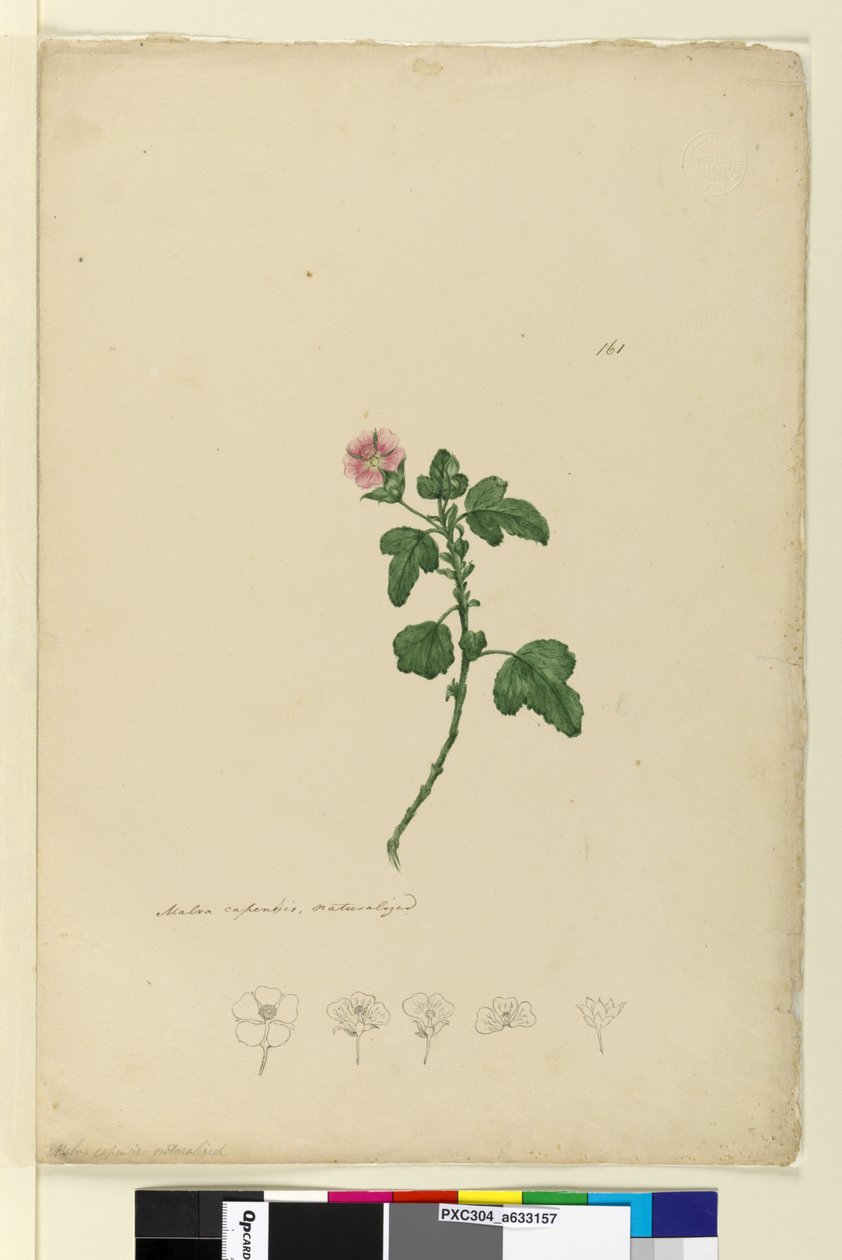 Pagina 161. Malva capensis door John William Lewin
