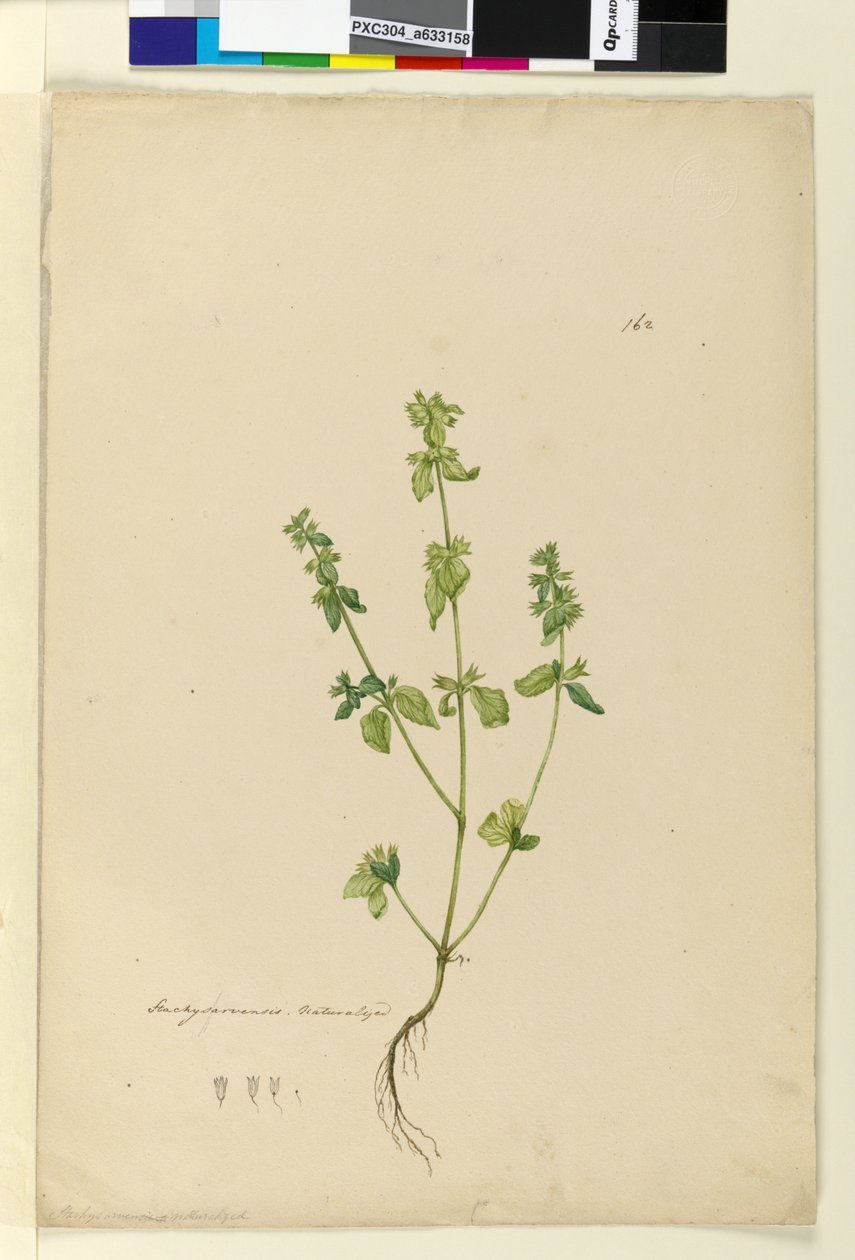 Pagina 162. Stachys arvensis door John William Lewin