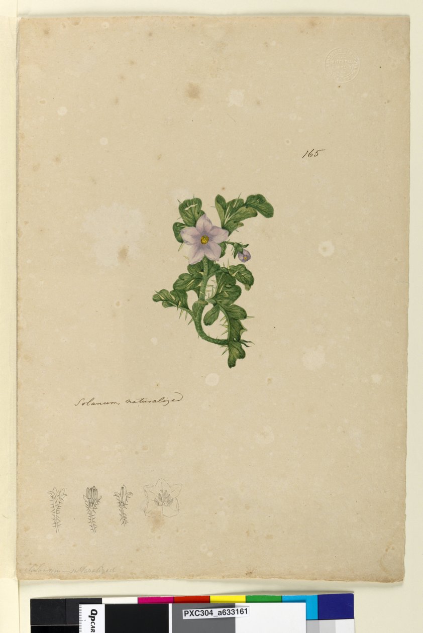 Pagina 165. Solanum genaturaliseerd door John William Lewin
