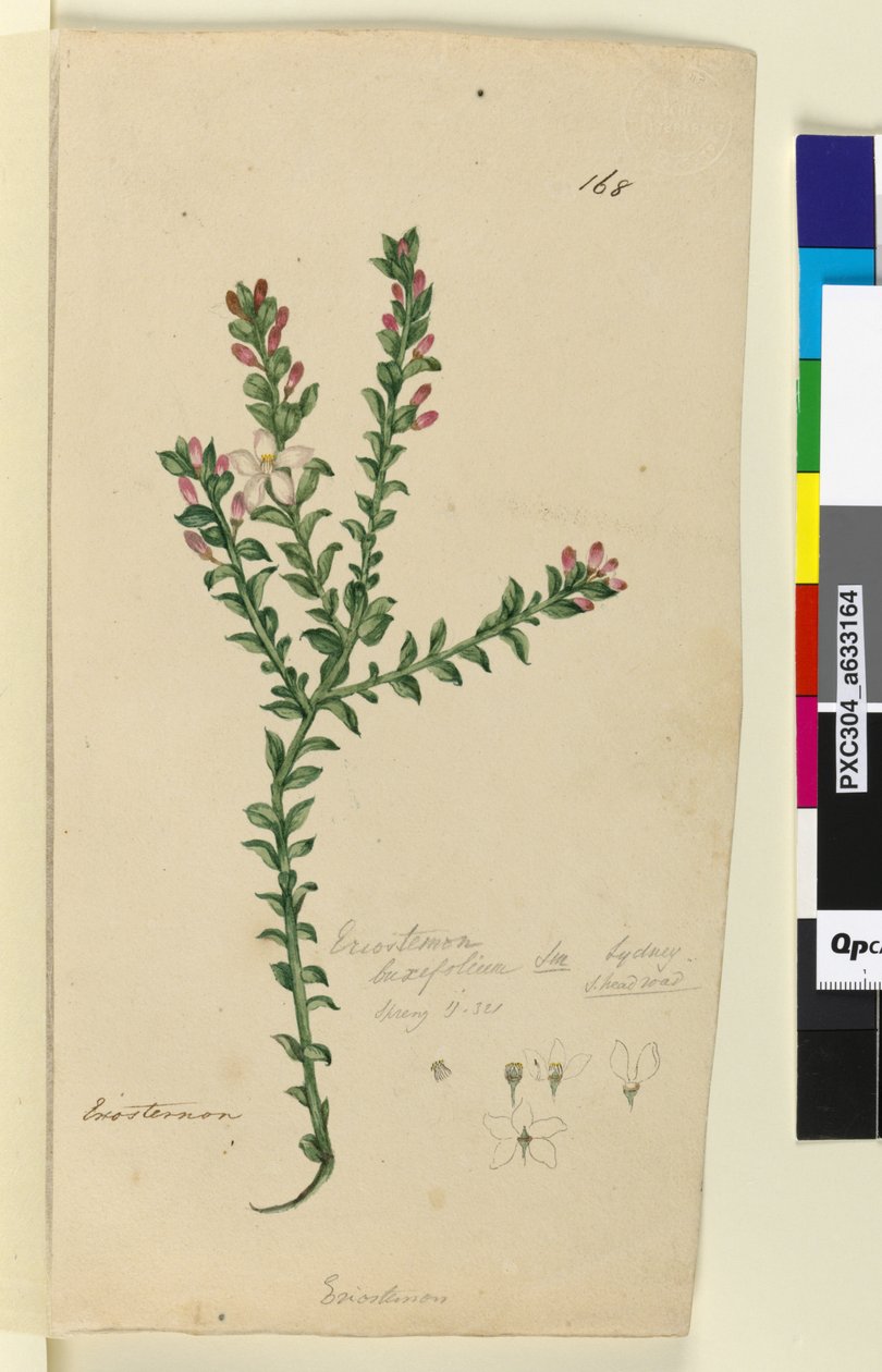 Pagina 168. Eriostemon buxifolium door John William Lewin