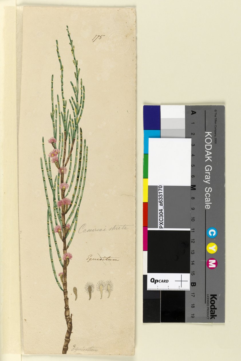 Pagina 175. Casuarina stricta Allocasuarina verticillata door John William Lewin