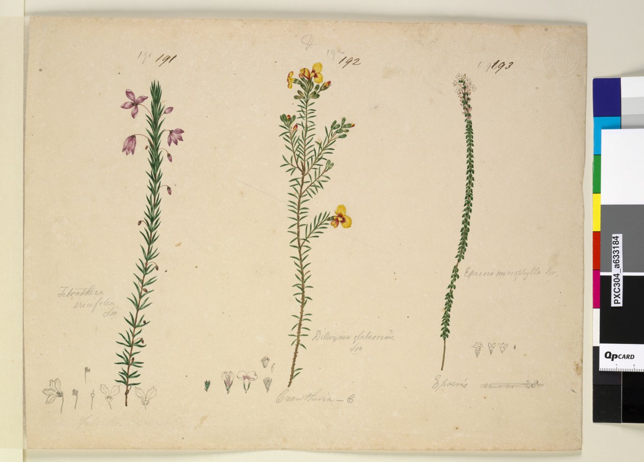 Pagina 191. Tetratheca ericifolia; 192. Dillwynia glaberrima; 193. Epacris microphylla door John William Lewin