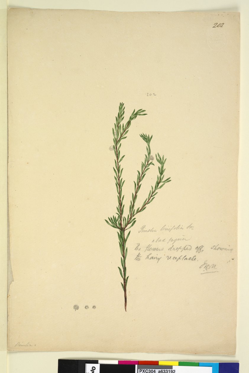 Pagina 202. Pimelia linifolia door John William Lewin