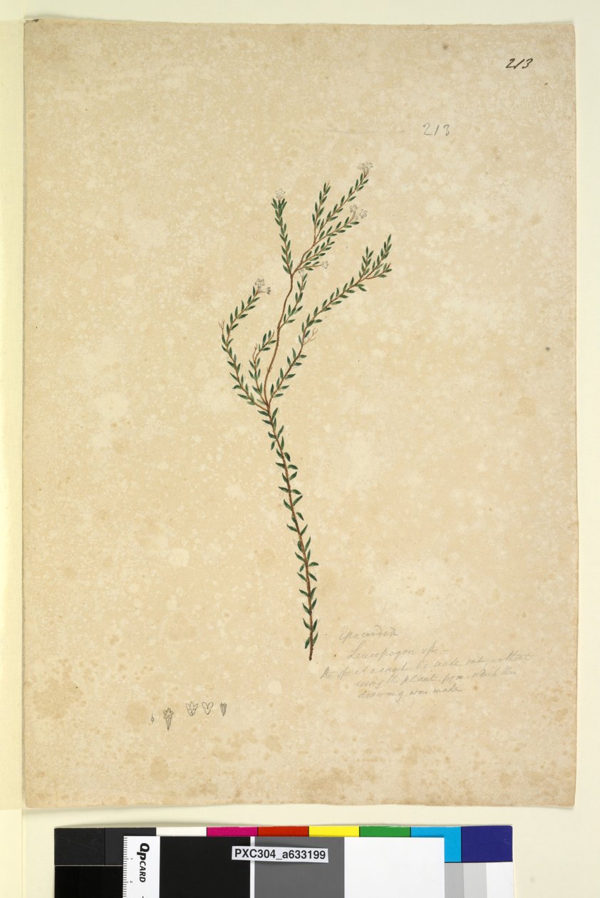 Pagina 213. Epacrideae Leucopogon sp. door John William Lewin