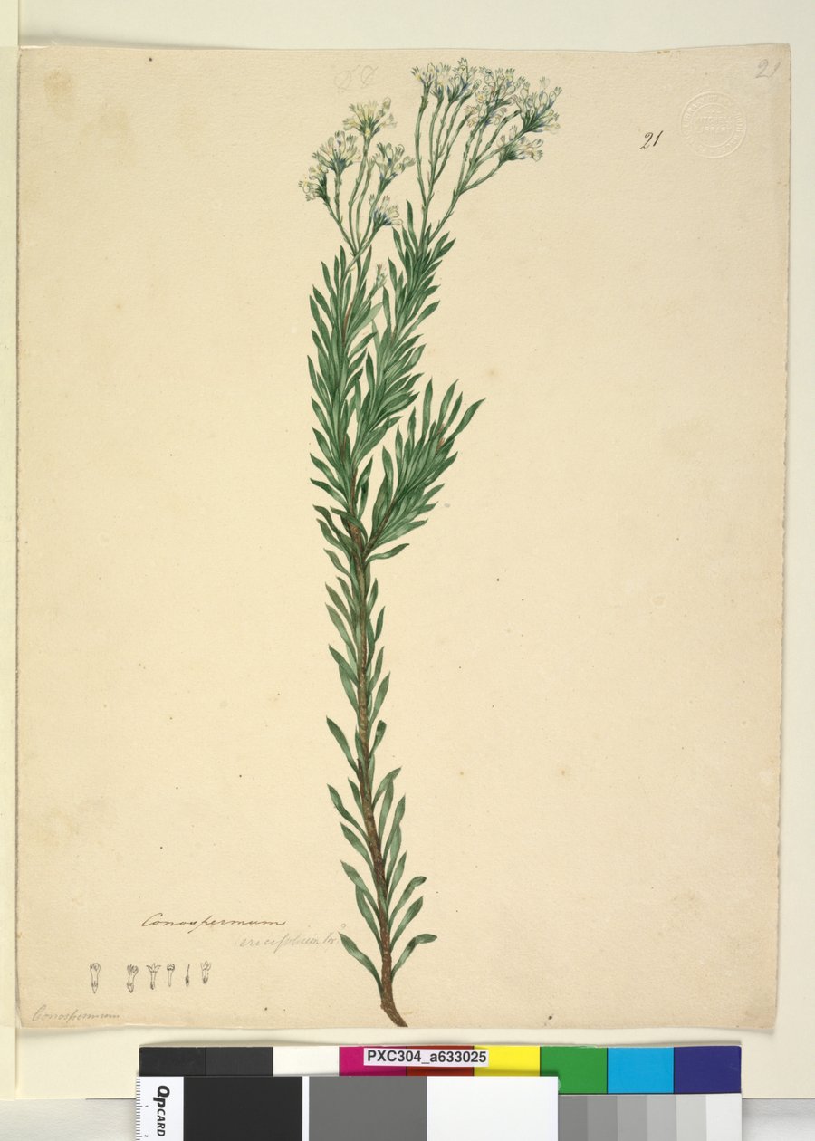 Pagina 21. Conospermum ericifolium, c.1803-06 door John William Lewin