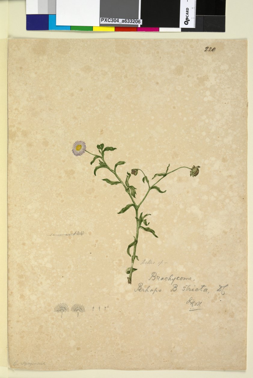 Pagina 220. Brachycome multifida door John William Lewin