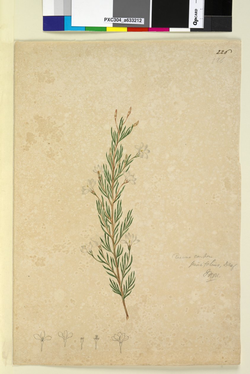 Pagina 226. Ricinocarpus pinifolius door John William Lewin
