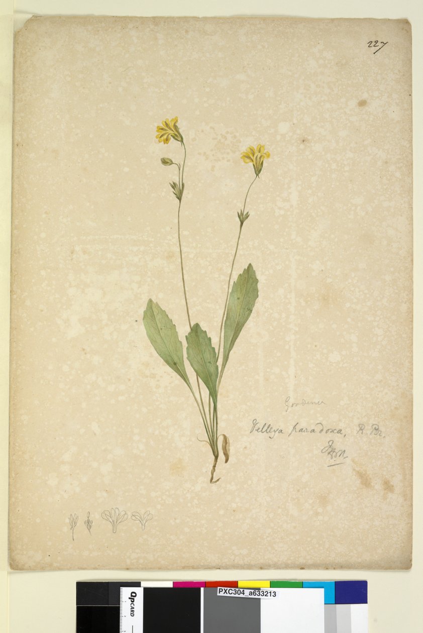 Pagina 227. Velleia paradoxa door John William Lewin