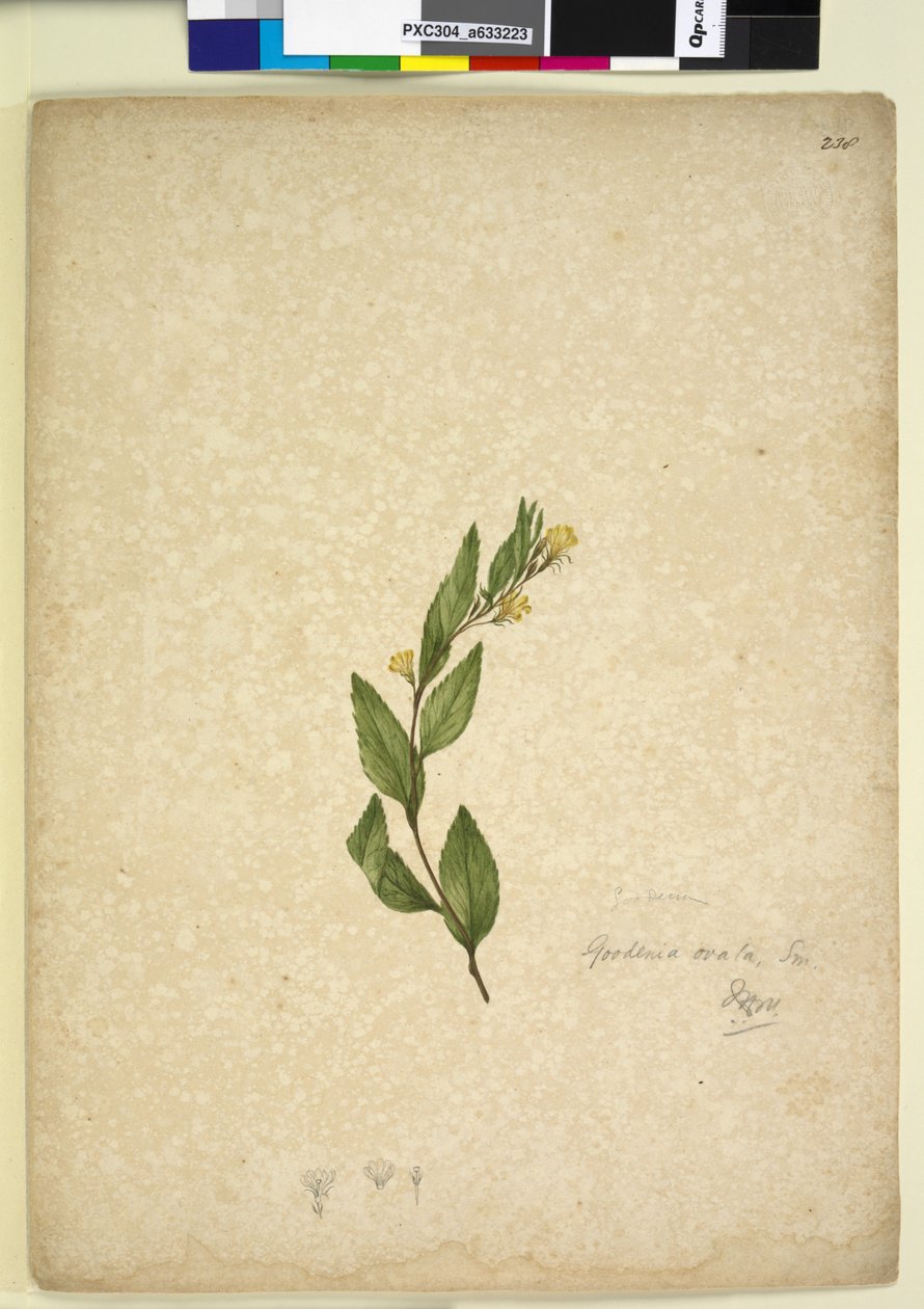 Pagina 238. Goodenia ovata door John William Lewin