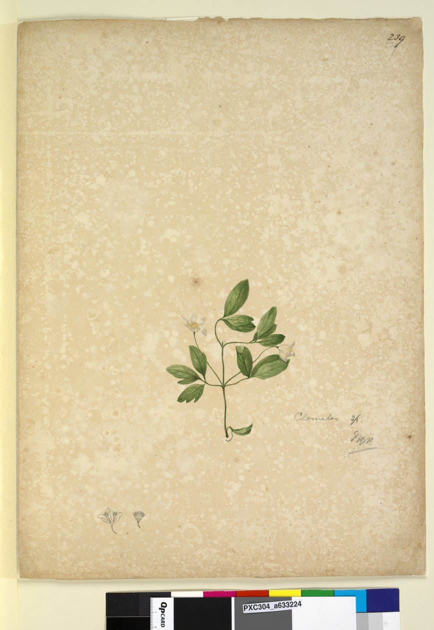 Pagina 239. Clematis door John William Lewin