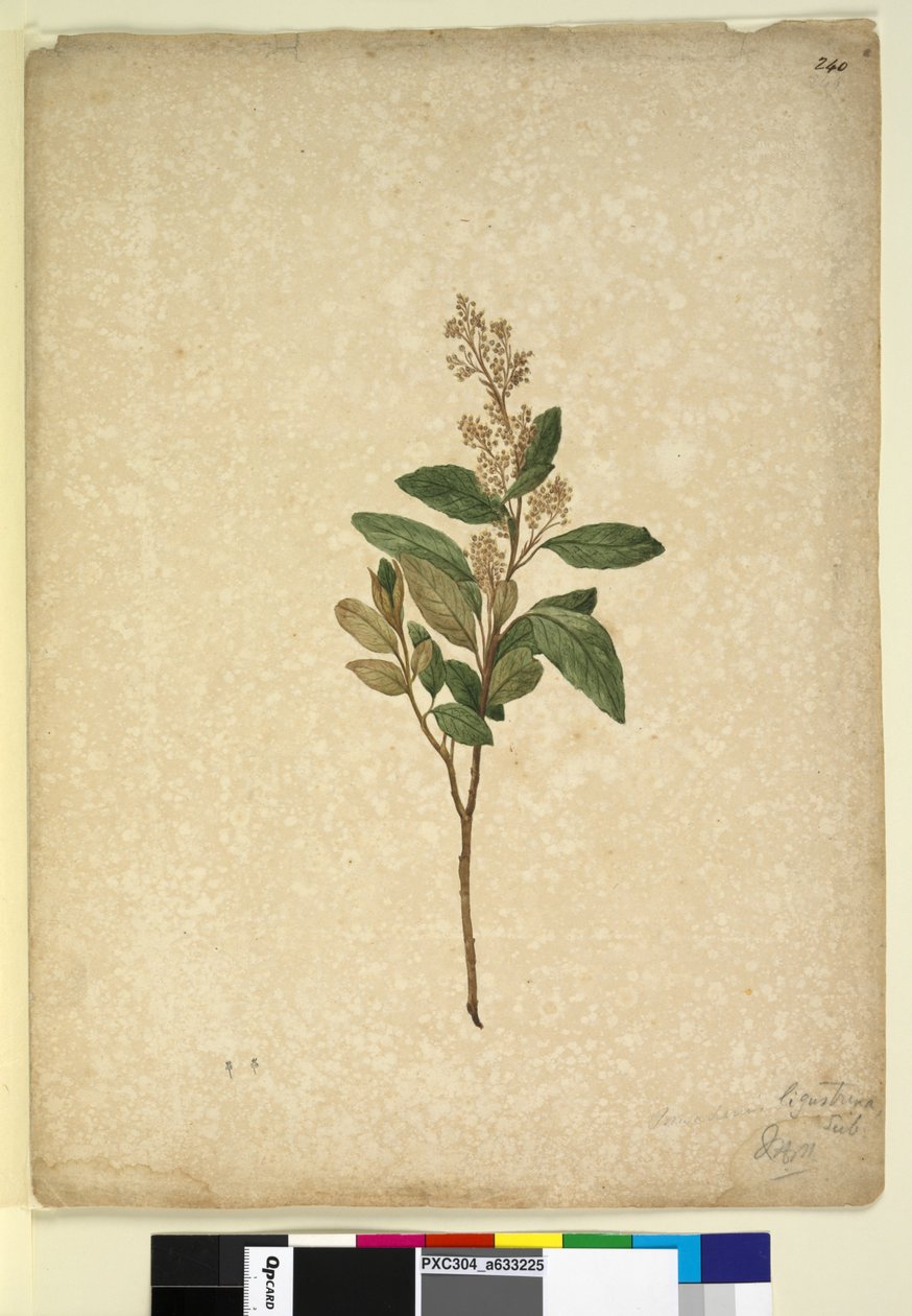 Pagina 240. Pomaderris ligustrina door John William Lewin