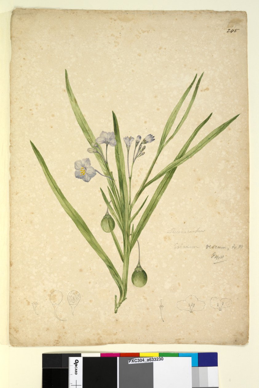 Pagina 245. Solanum vescum door John William Lewin