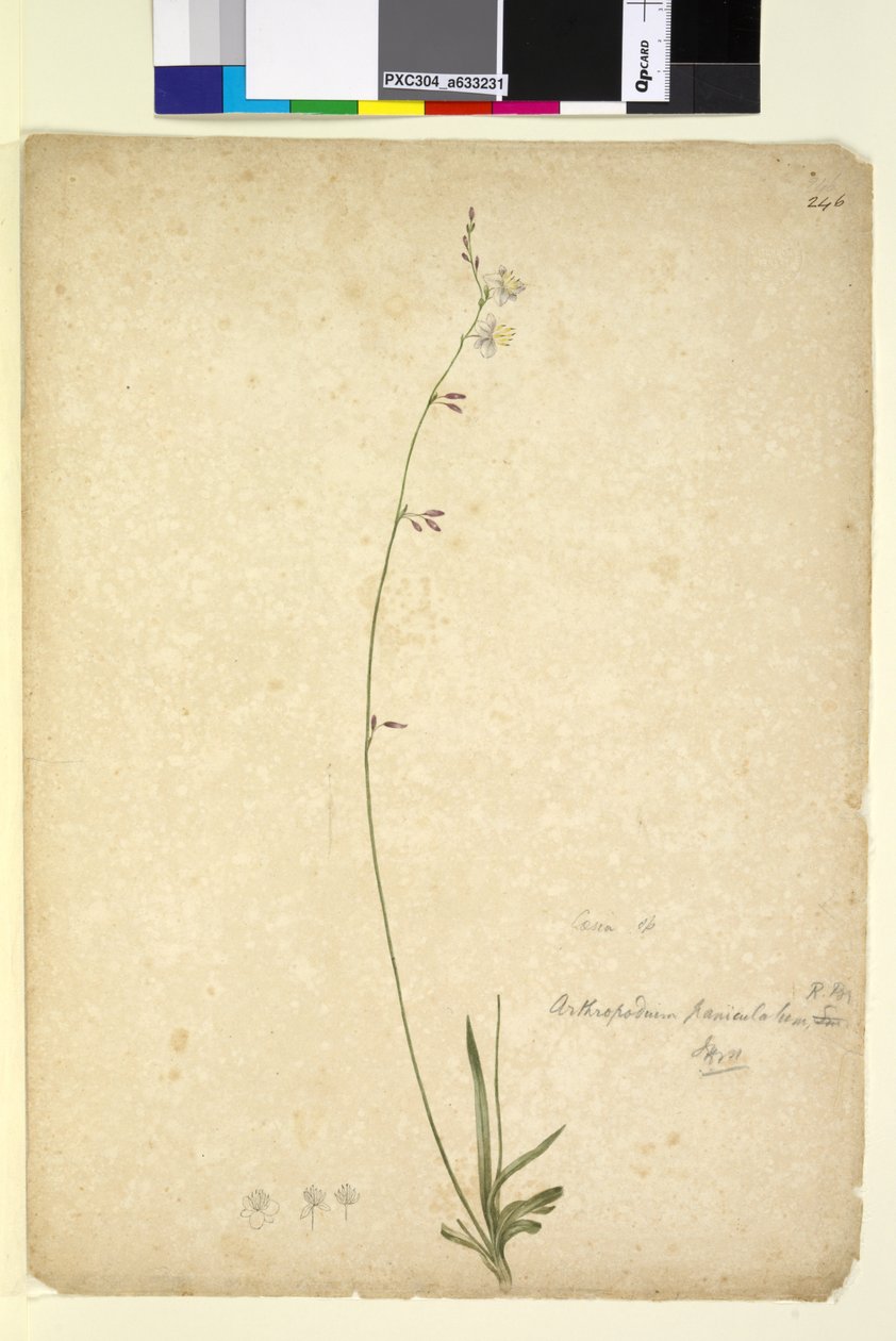 Pagina 246. Arthropodium paniculatum door John William Lewin