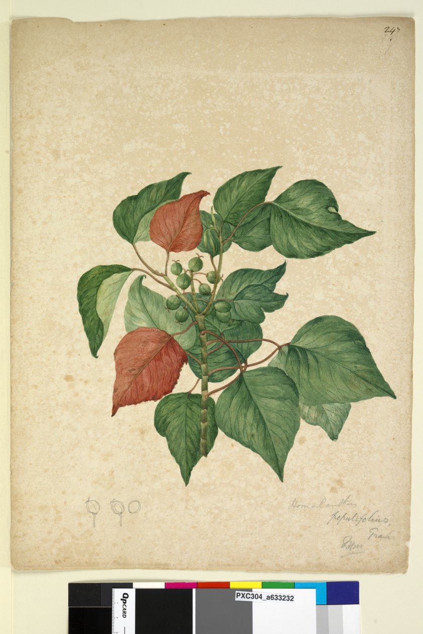 Pagina 247. Homolanthus populifolius Omalanthus populifolius, c.1803-06 door John William Lewin