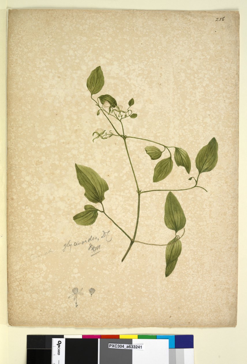 Pagina 256. Clematis glycinoides door John William Lewin