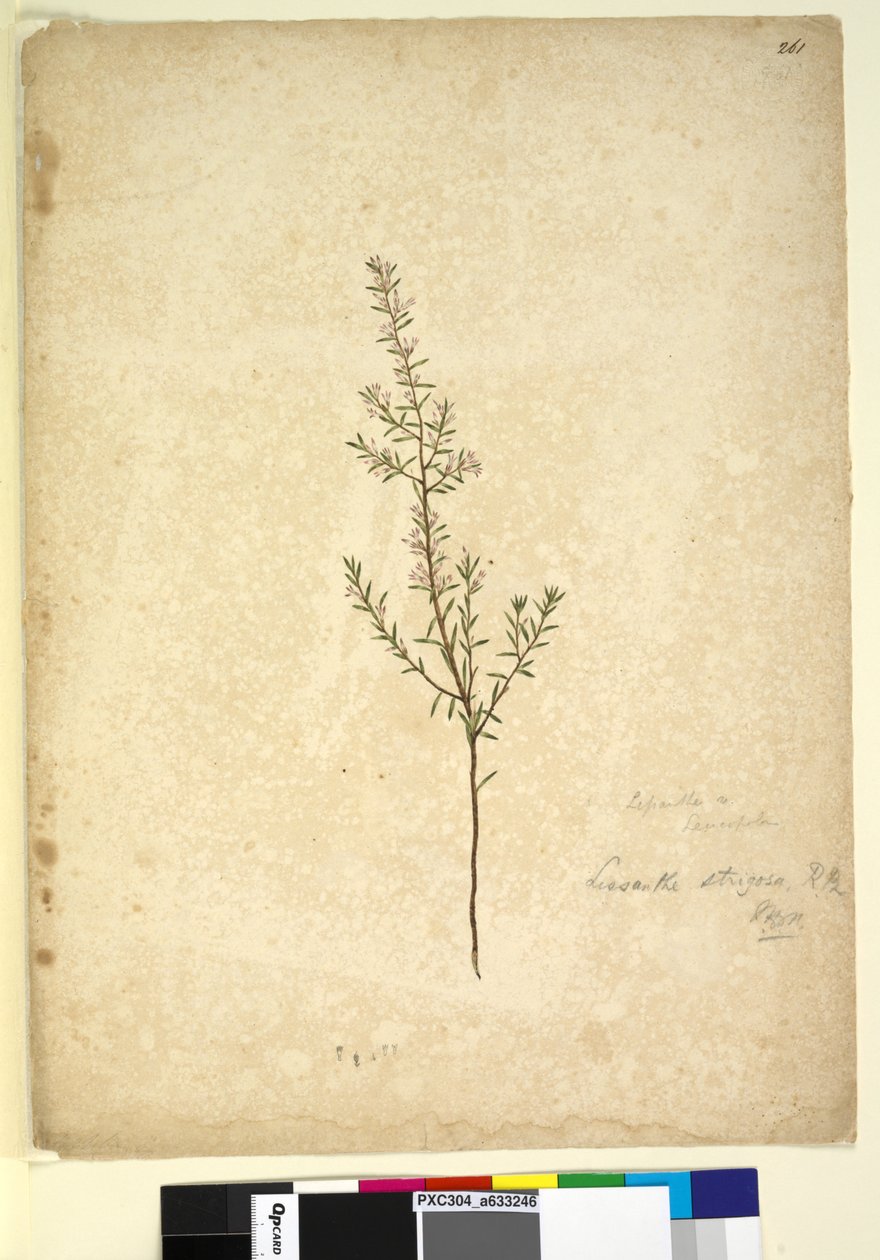 Pagina 261. Lissanthe strigosa door John William Lewin