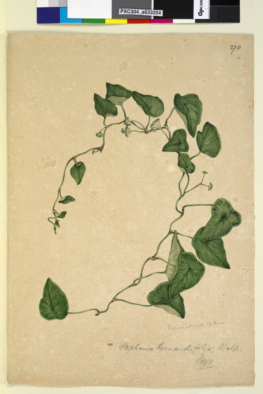 Pagina 270. Stephania hernandiaefolia door John William Lewin