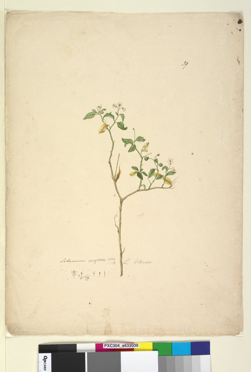 Pagina 39. Solanum nigrum door John William Lewin