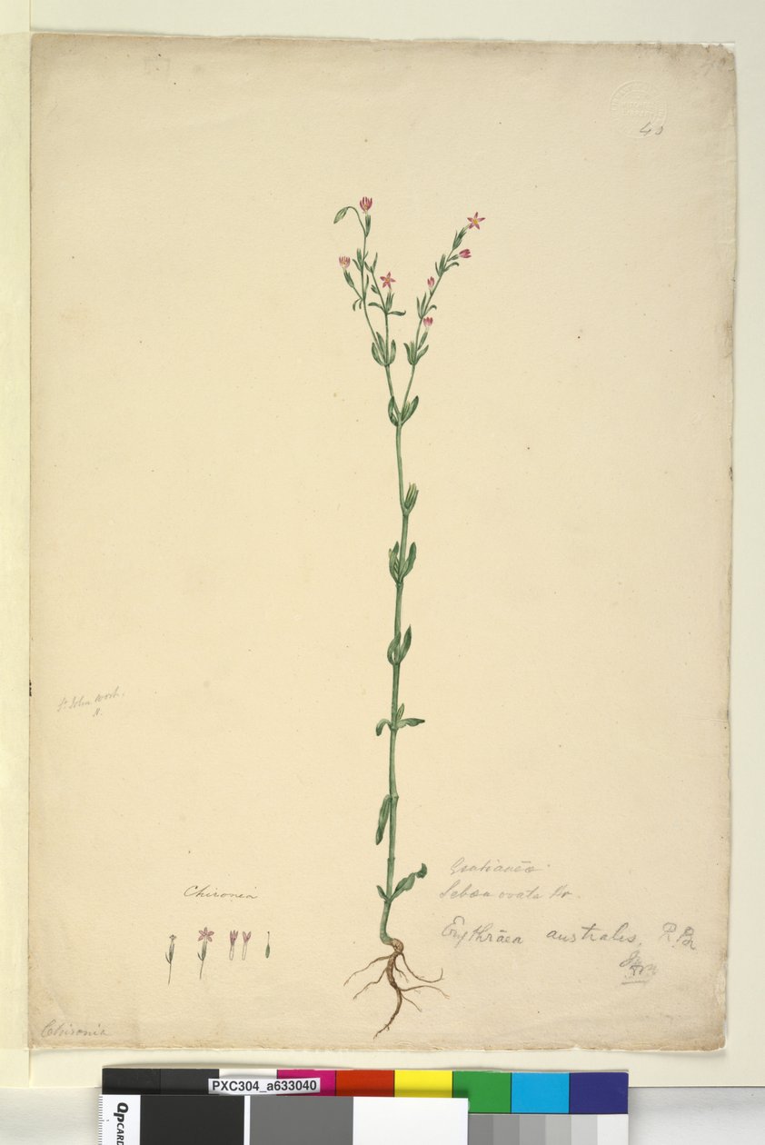 Pagina 40. Erythraea australis door John William Lewin