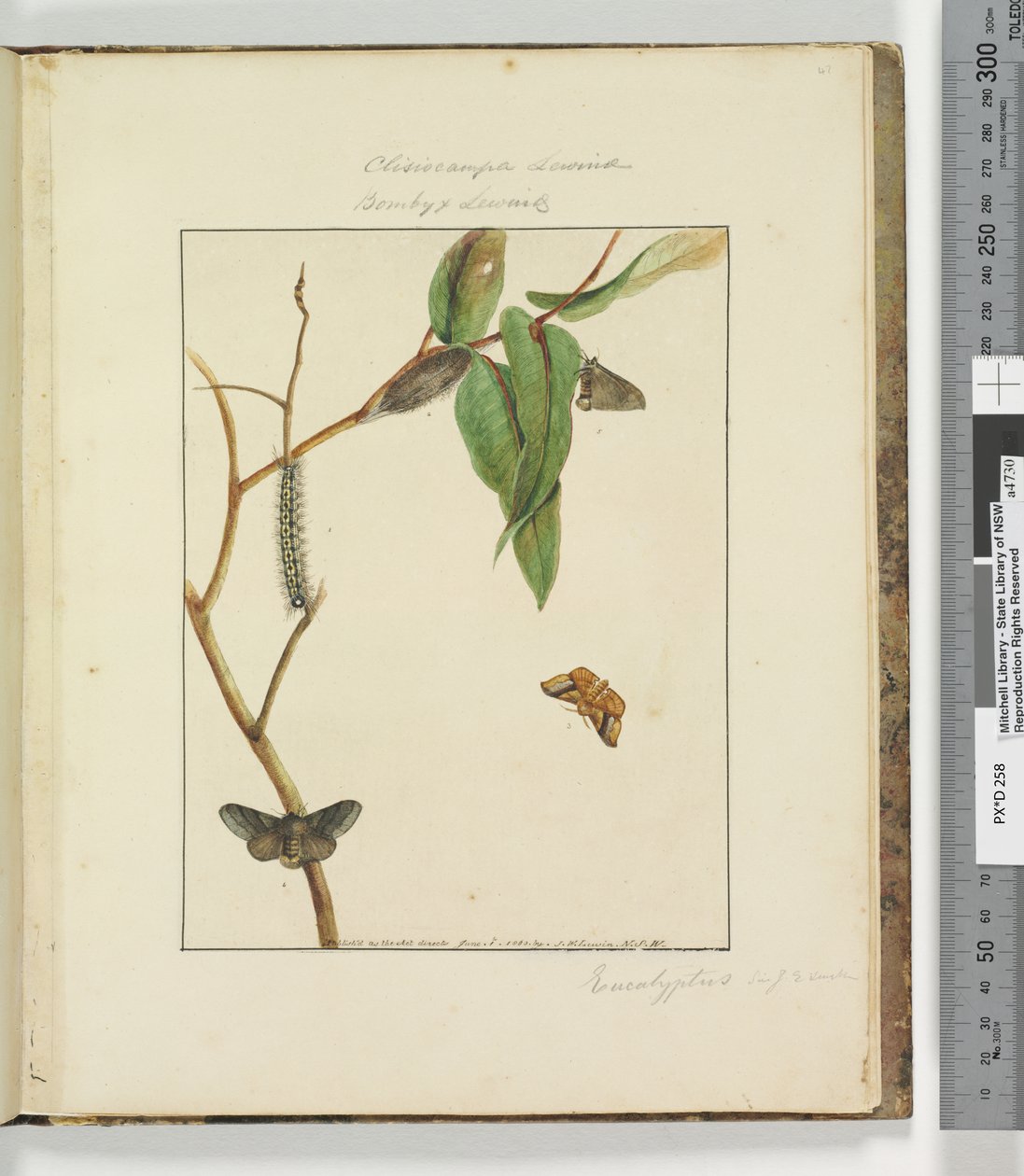 Pagina 47. Plaat 12 Clisiocampa Lewinae Bombyx Lewinae door John William Lewin