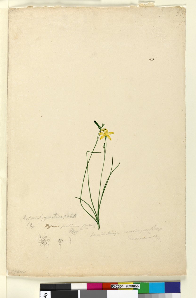 Pagina 55. Hypoxis hygrometrica door John William Lewin