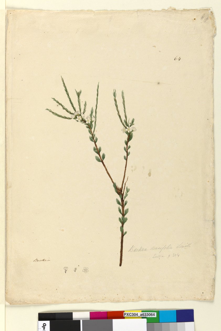 Pagina 64. Baeckea densifolia door John William Lewin