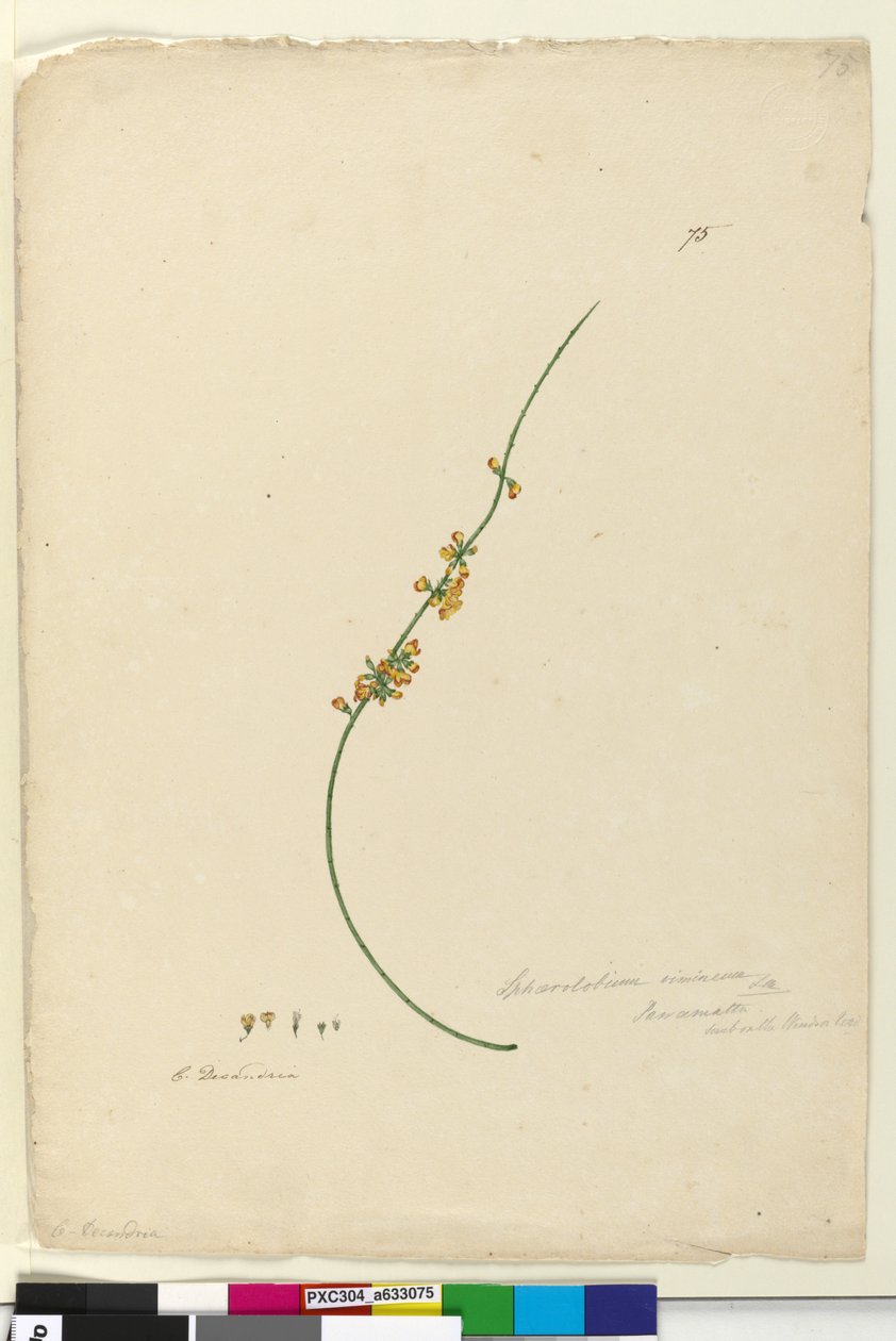 Pagina 75. Sphaerolobium vimineum door John William Lewin