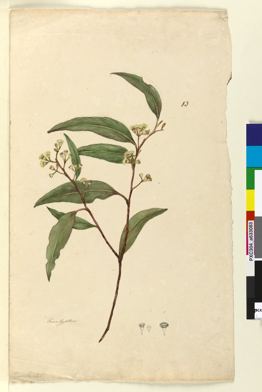 Pagina 83. Eucalyptus door John William Lewin