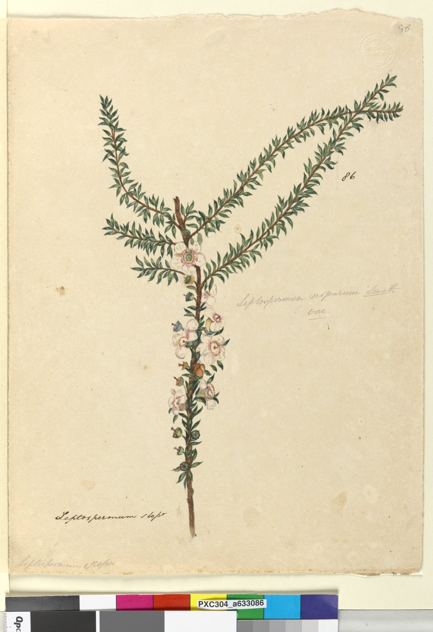 Pagina 86. Leptospermum scoparium door John William Lewin