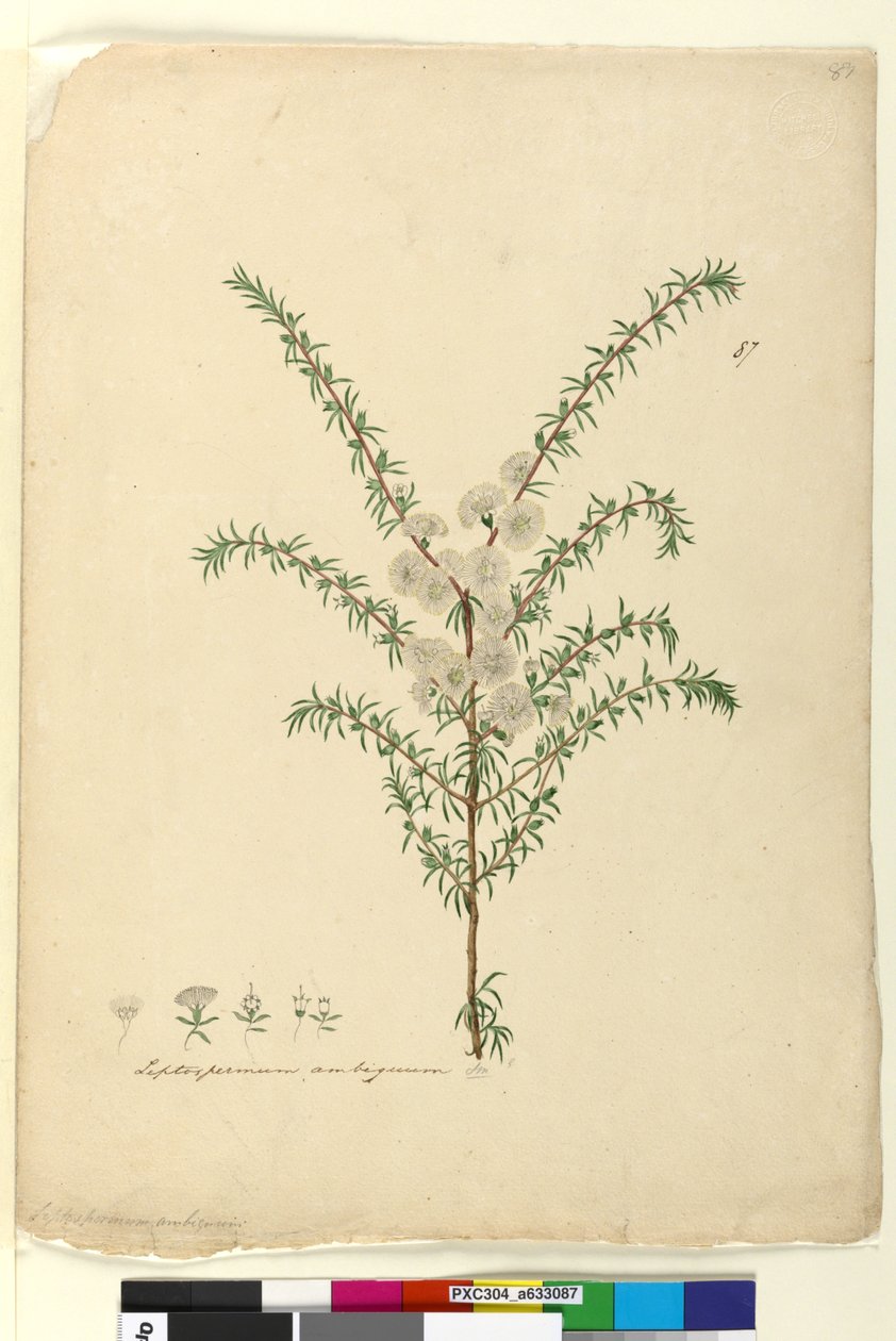 Pagina 87. Leptospermum ambiguum door John William Lewin