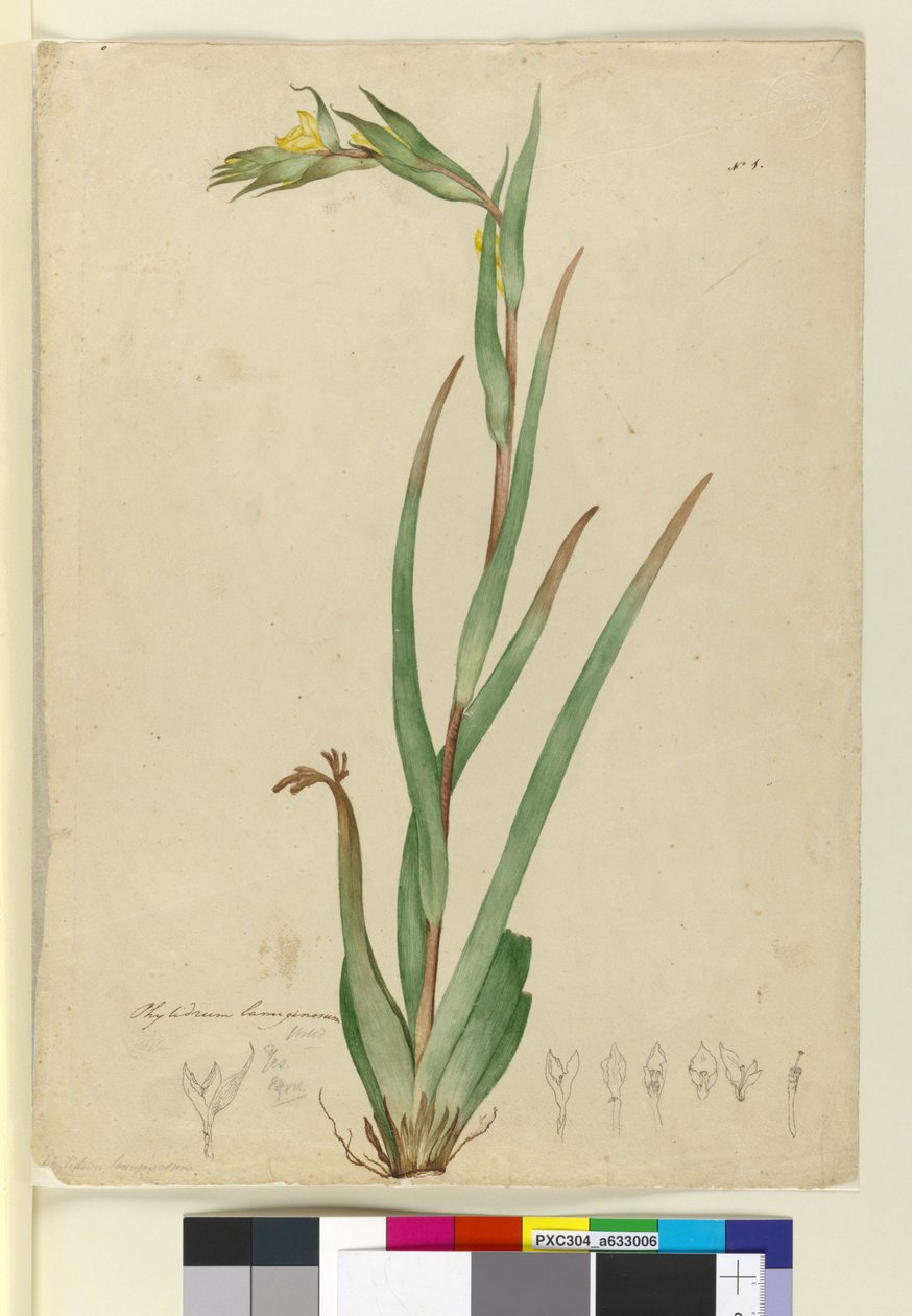 Phylidrum lanuginosum, c.1803-06 door John William Lewin