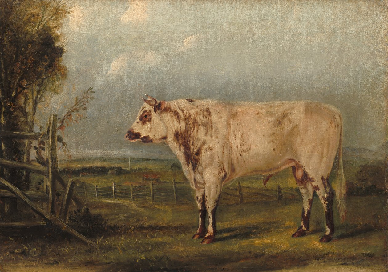 Een jonge stier, ca. 1849 door John Woodhouse Audubon