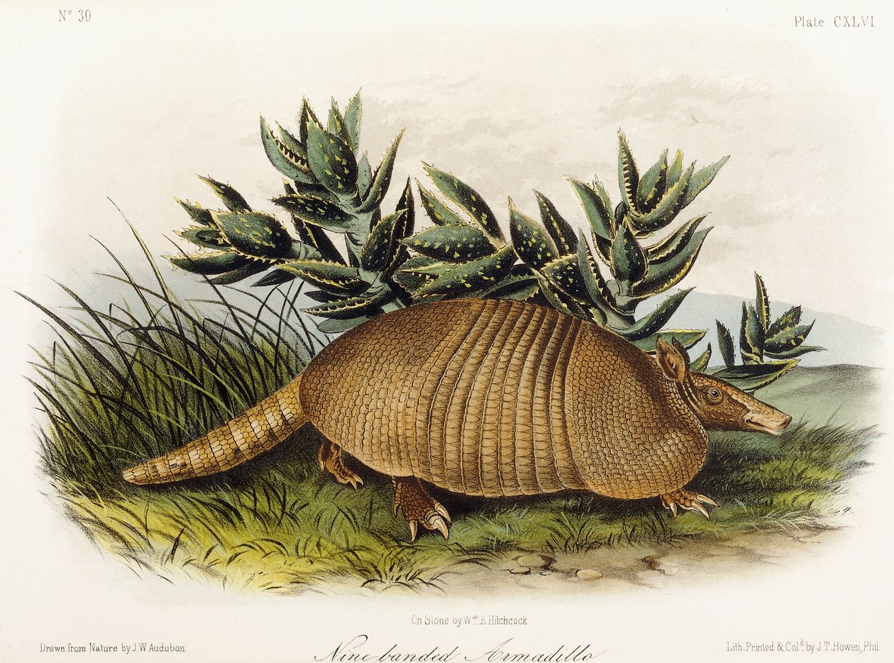 Negengordelarmadillo, 1849-1854 door John Woodhouse Audubon