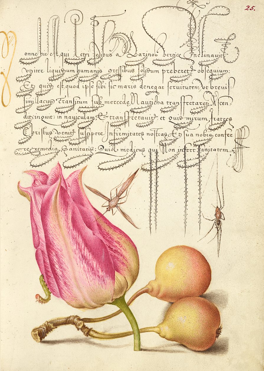 Denkbeeldig insect, tulp, spin en gewone peer door Joris Hoefnagel