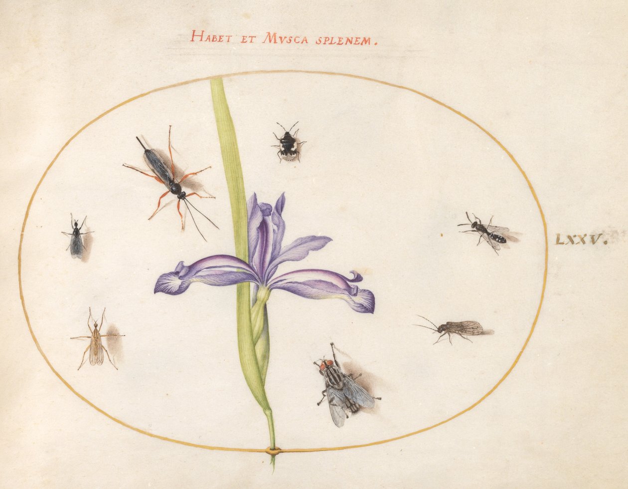 Insecten, ca. 1575-80 door Joris Hoefnagel